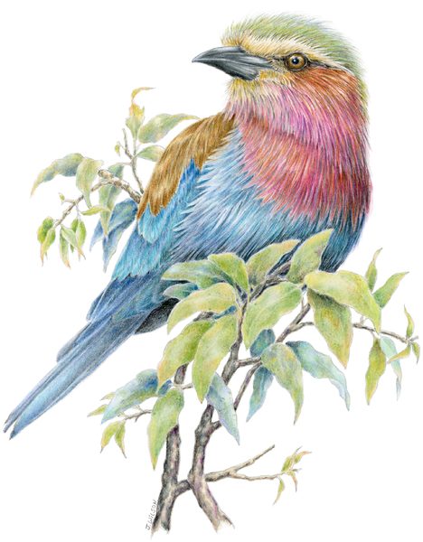 Lilac Breasted Roller Bird Art - Diamond Paintings 