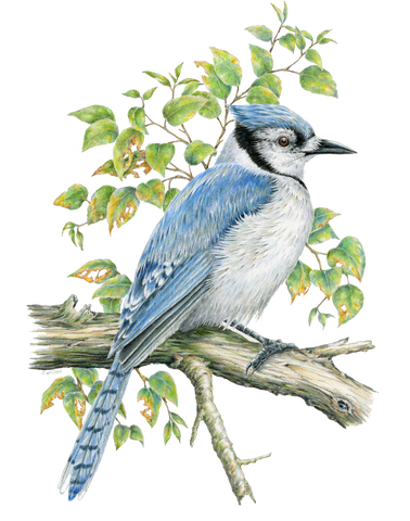 Blue Jay Limited-Edition Print