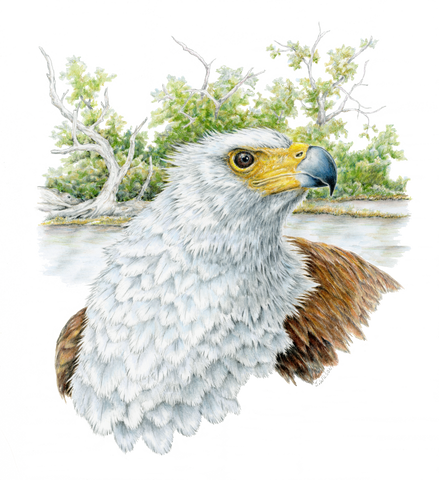 Fish Eagle Limited-Edition Print