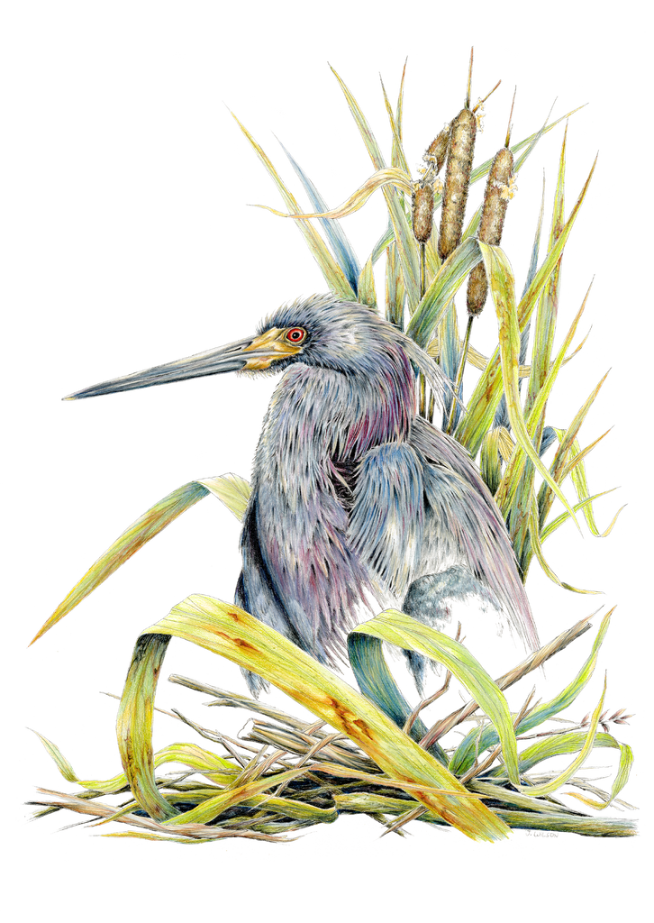 Tricolor Heron Limited-Edition Print