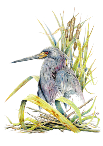 Tricolor Heron Limited-Edition Print