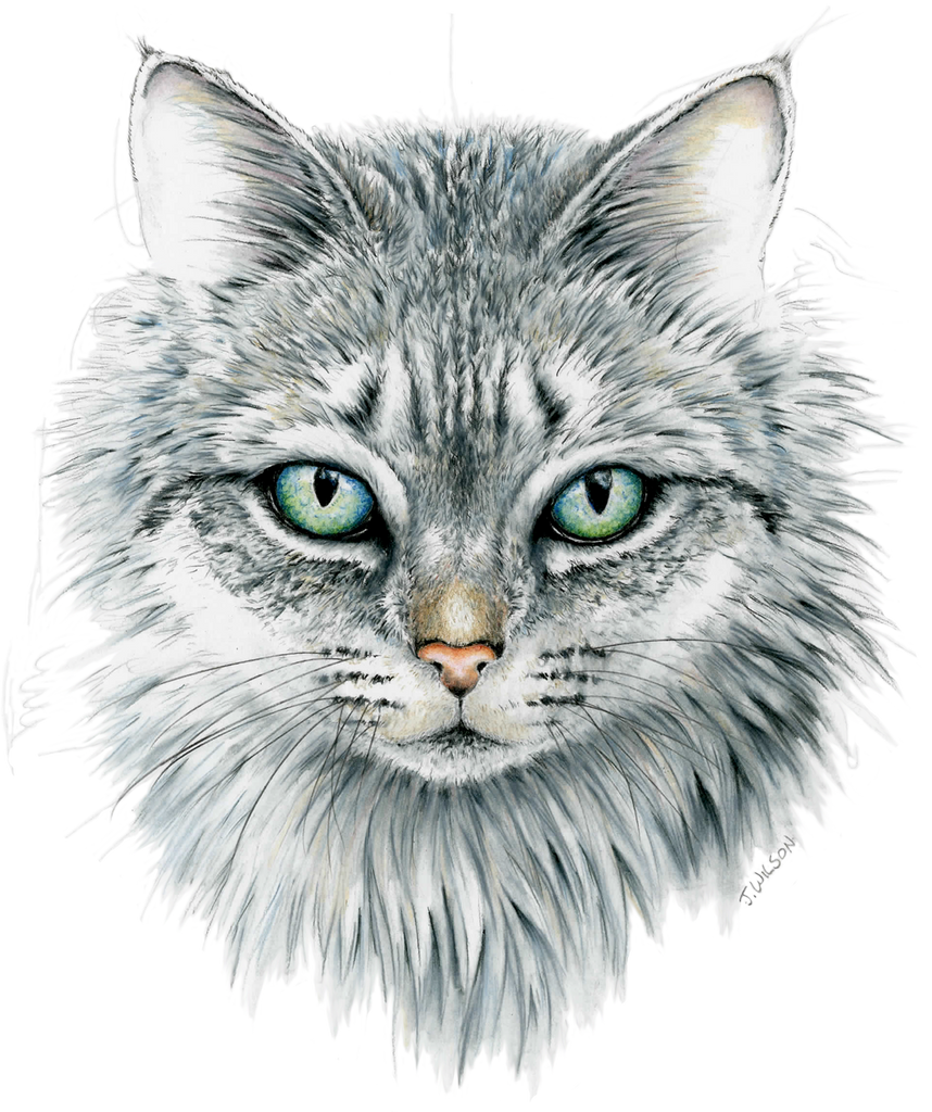 Funny Cat Face Hand Drawn Cut Pet Drawn Doodle Shape Vector, Cat Drawing, Cat  Face Drawing, Face Drawing PNG and Vector with Transparent Background for  Free Download