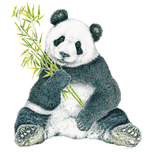 Panda-Limited Edition Print – Wildlife Drawings by Jim Wilson