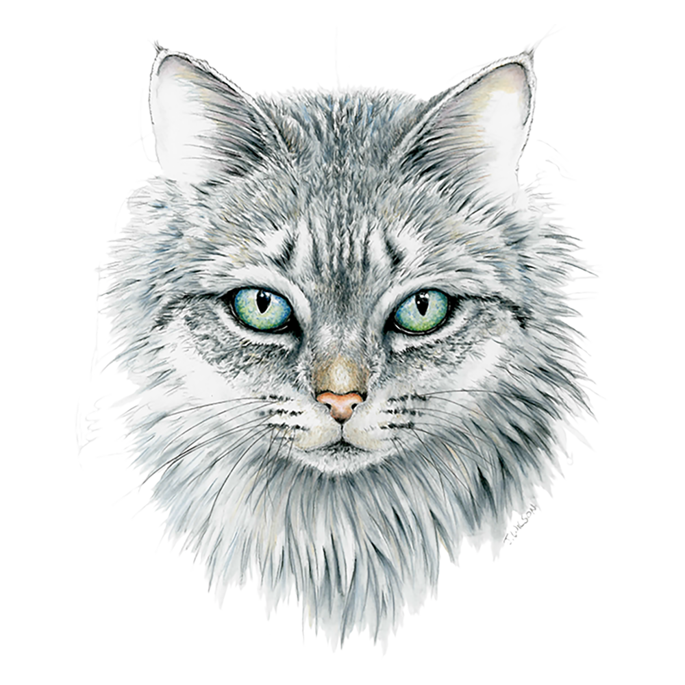 Cat with angry face - License, download or print for £12.40